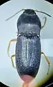 Hypnoidus squalidus - photo 4
