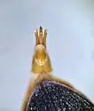 Hypnoidus squalidus - photo 5