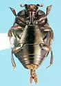Hypocacculus metallescens - photo 2