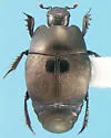 Hypocaccus bigemmeus - photo 3