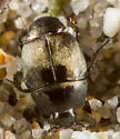 Hypocaccus bigemmeus - photo 4