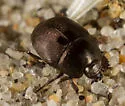 Hypocaccus bigemmeus - photo 5