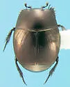 Hypocaccus bigener