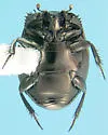 Hypocaccus bigener - photo 2