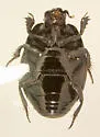Hypocaccus bigener - photo 3