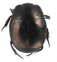 Hypocaccus bigener - photo 4