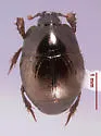 Hypocaccus brasiliensis