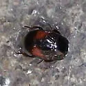 Hypocaccus dimidiatipennis