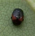 Hypocaccus dimidiatipennis - photo 2