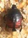 Hypocaccus dimidiatipennis - photo 3
