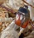 Hypocaccus dimidiatipennis - photo 4