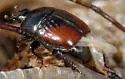 Hypocaccus dimidiatipennis - photo 5