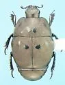 Hypocaccus estriatus