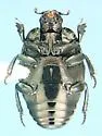 Hypocaccus estriatus - photo 2
