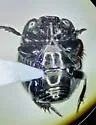Hypocaccus estriatus - photo 4