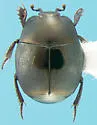 Hypocaccus fitchi