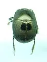 Hypocaccus fitchi - photo 2