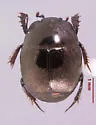 Hypocaccus fraternus