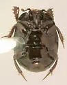 Hypocaccus fraternus - photo 2