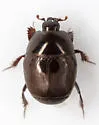 Hypocaccus fraternus - photo 3