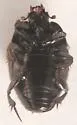 Hypocaccus fraternus - photo 4