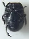 Hypocaccus fraternus - photo 5