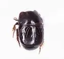 Hypocaccus lucidulus