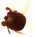 Hypocaccus lucidulus - photo 3