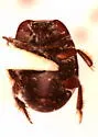 Hypocaccus lucidulus - photo 4
