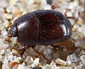 Hypocaccus lucidulus - photo 5