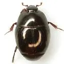 Hypocaccus nr-bigener