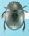 Hypocaccus patruelis