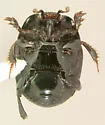 Hypocaccus patruelis - photo 4