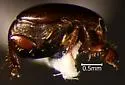 Hypocaccus propensus