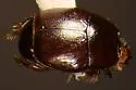 Hypocaccus propensus - photo 2