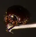 Hypocaccus propensus - photo 3
