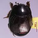 Hypocaccus seminitens