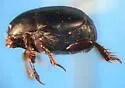 Hypocaccus sp-propensus-group - photo 2