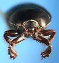 Hypocaccus sp-propensus-group - photo 3
