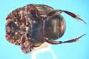 Hypocaccus sp-propensus-group - photo 4