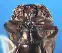 Hypocaccus sp-propensus-group - photo 5