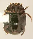 Hypocaccus sparsus - photo 4