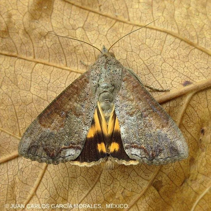 Hypocala Moth - Hodges#8642 - photo 2