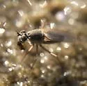Hypocharassus pruinosus
