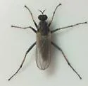 Hypocharassus pruinosus - photo 2