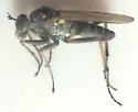 Hypocharassus pruinosus - photo 3