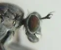 Hypocharassus pruinosus - photo 4