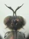 Hypocharassus pruinosus - photo 5