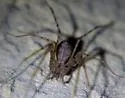 Hypochilus bonneti - Hypochilus bonneti