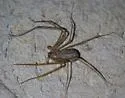 Hypochilus bonneti - photo 2